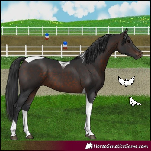Horse Color:Brown Tobiano 
