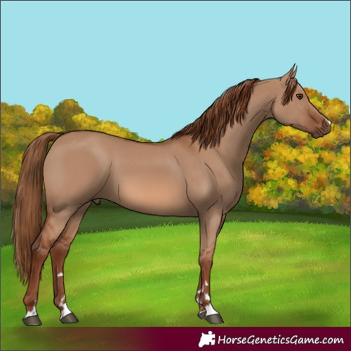 Horse Color:Red Dun 