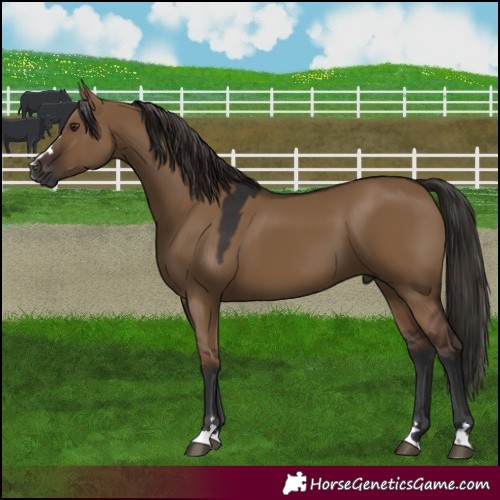 Horse Color:Gray Liver Red Dun 