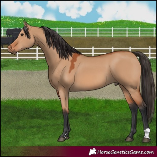 Horse Color:Bay Dun 