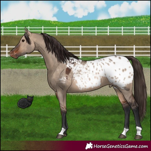 Horse Color:Brown Dun Appaloosa 