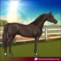 Horse Color:Liver Chestnut 