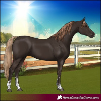 Horse Color:Liver Chestnut 