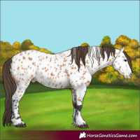 Horse Color:Bay Appaloosa 