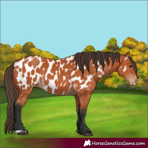 Horse Color:Bay Appaloosa 