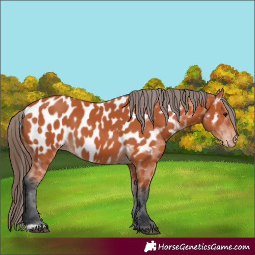 Horse Color:Bay Appaloosa 
