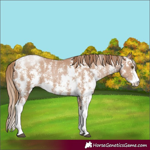 Horse Color:Black Pearl Sabino