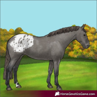 Horse Color:Grullo Appaloosa 