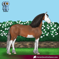 Horse Color:Bay Splash 