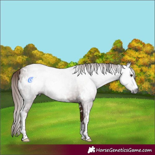 Horse Color:Gray White Spotted Chestnut 