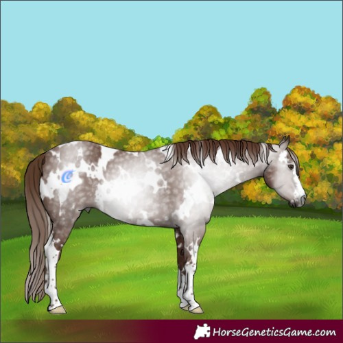 Horse Color:Gray White Spotted Chestnut 
