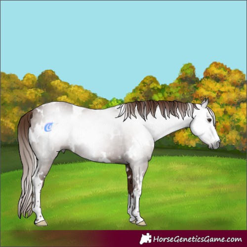 Horse Color:Gray White Spotted Chestnut 