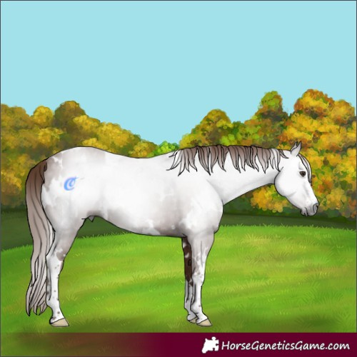 Horse Color:Gray White Spotted Chestnut 