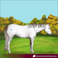 Horse Color:Gray White Spotted Chestnut 