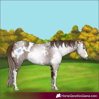 Horse Color:Gray White Spotted Chestnut 