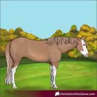 Horse Color:Red Dun Splash 