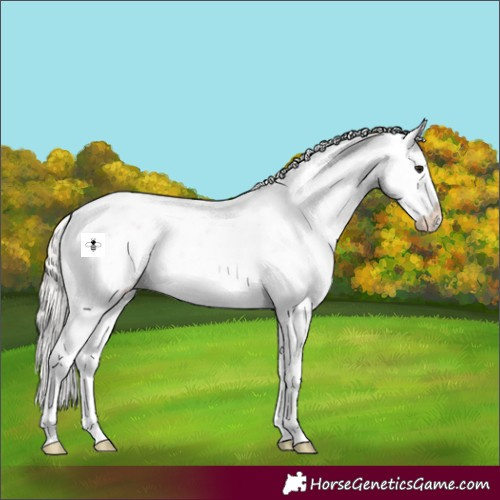 Horse Color:Silver Bay Sabino 
