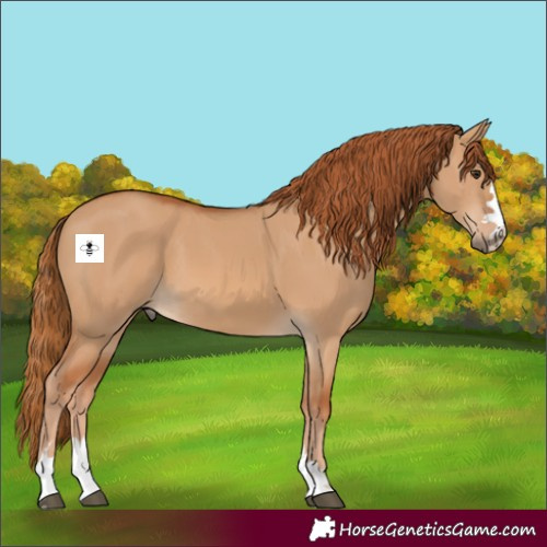 Horse Color:Red Dun 