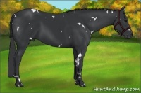 Horse Color:White Spotted Black Rabicano 