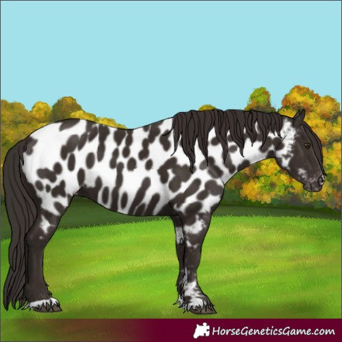 Horse Color:Liver Chestnut Near Leopard
