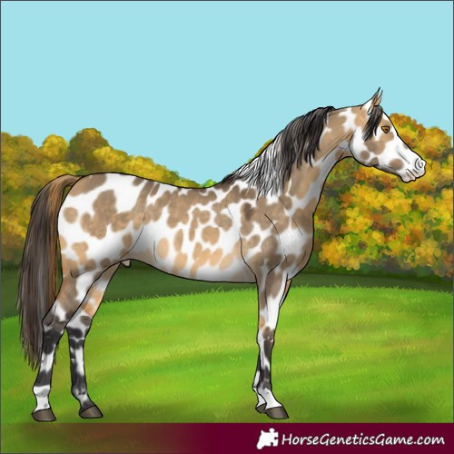 Horse Color:Buckskin Dun Mushroom Leopard 