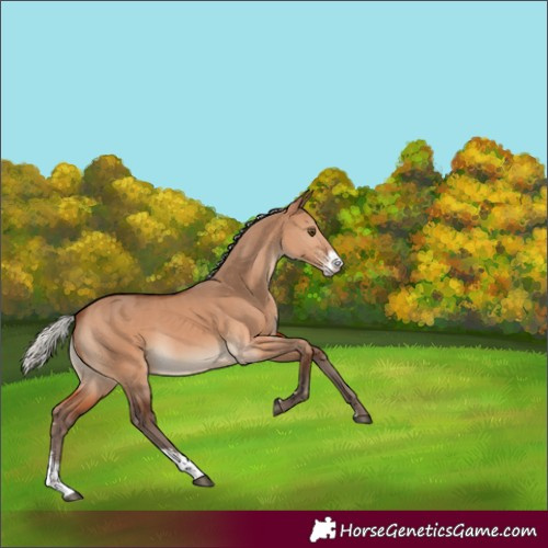 Horse Color:Silver Brown Dun Sabino 