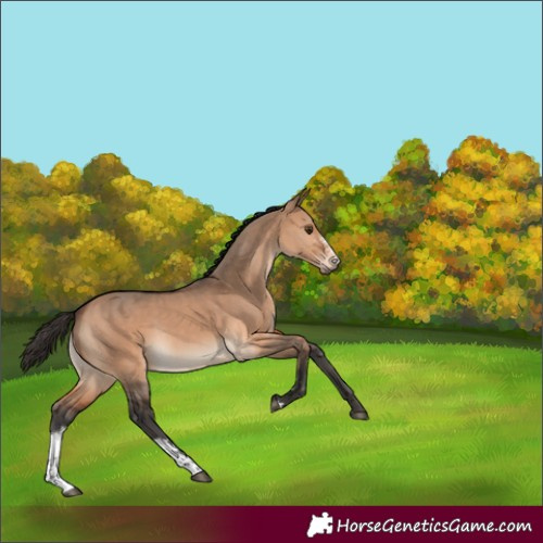 Horse Color:Bay Dun Sabino 