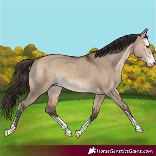 Horse Color:Bay Dun Sabino Rabicano 