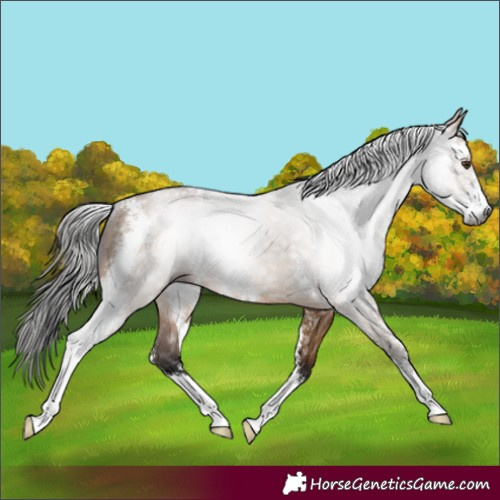 Horse Color:Gray Bay Dun Sabino Rabicano 