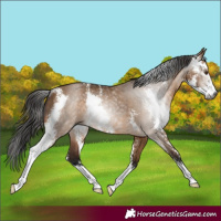 Horse Color:Gray Bay Dun Sabino Rabicano 