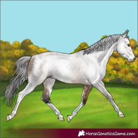 Horse Color:Gray Bay Dun Sabino Rabicano 