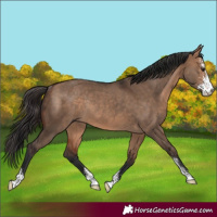 Horse Color:Bay Dun Sabino Rabicano