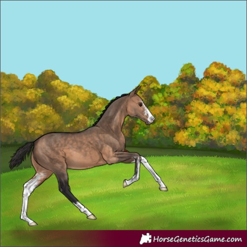 Horse Color:Brown Dun Sabino