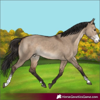 Horse Color:Brown Dun Sabino Rabicano 