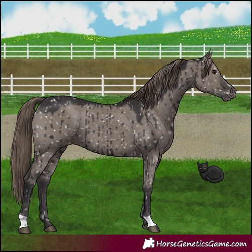 Horse Color:Smoky Grullo Appaloosa Brindle 