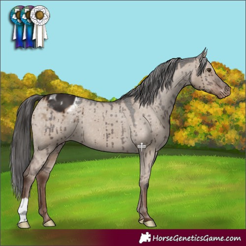 Horse Color:Liver Red Dun Appaloosa Brindle 