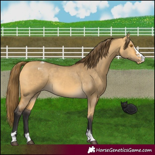Horse Color:Buckskin Dun Varnish 