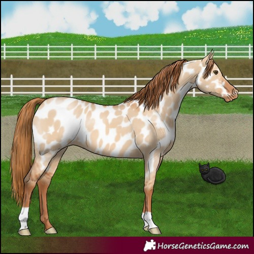 Horse Color:Red Dun Near Leopard 