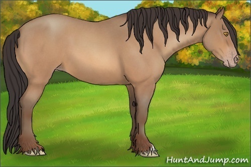 Horse Color:Amber Champagne Roan