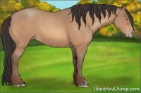Horse Color:Amber Champagne Roan 