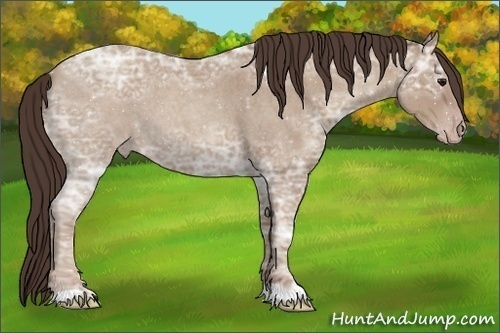 Horse Color:Classic Champagne Ice Roan