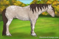 Horse Color:Classic Champagne Ice Roan 