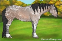 Horse Color:Buckskin Ice 