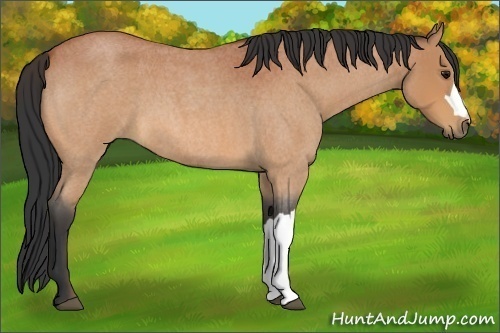 Horse Color:Unknown 