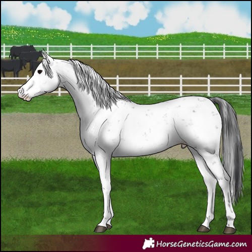 Horse Color:Grullo Sabino Rabicano 