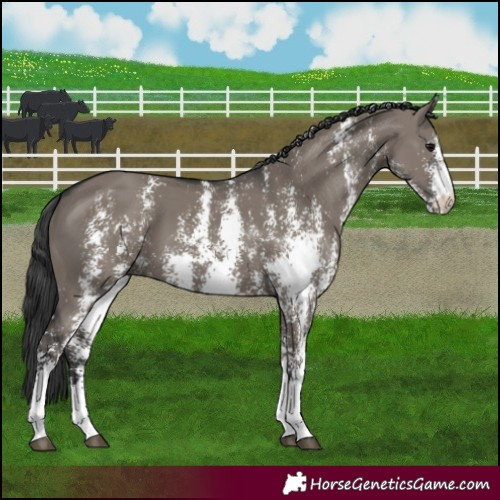 Horse Color:Grullo Sabino Rabicano 