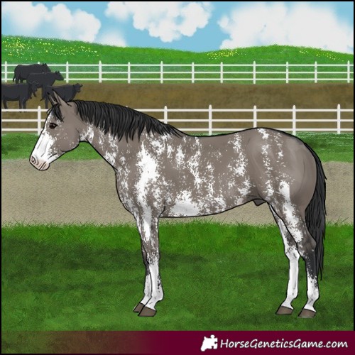 Horse Color:Grullo Sabino Rabicano 