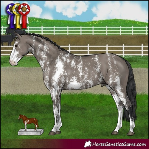 Horse Color:Grullo Sabino Rabicano 