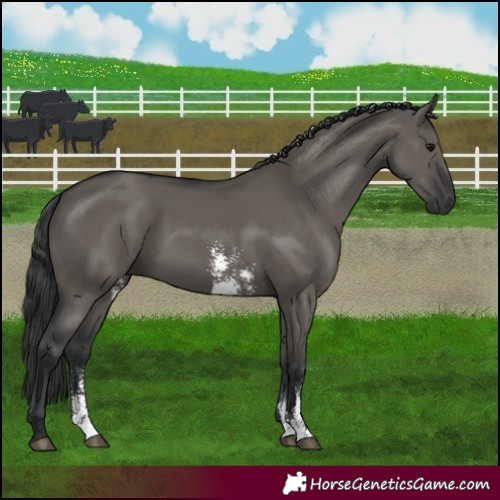 Horse Color:Grullo Sabino Rabicano 