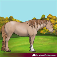 Horse Color:Black Pearl Sabino